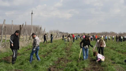 В Астрахани в районе Тополиной рощи высадили 2 тысячи деревьев