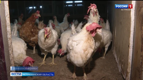В приюте для бездомных Астрахани завели кур и начали собирать яйца