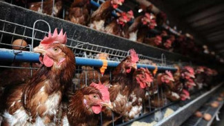 На астраханской птицефабрике из-за вспышки птичьего гриппа уничтожат всё поголовье