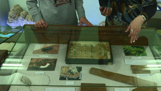 В Астраханском краеведческом музее представили необычную коллекцию насекомых 