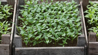 Астраханские фермеры готовятся к высадке рассады ранних овощей 