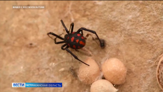От укусов каракуртов пострадало 15 астраханцев
