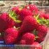 В Астраханской области сезон спелой клубники официально открыт