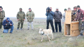 В Астраханской области на волю выпустили самого молодого сайгака