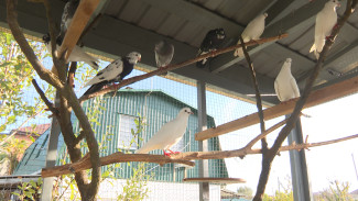 В Астрахань прибыли голуби из Волгограда