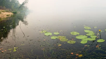 СК проводит проверки после гибели двух мужчин на воде в Астраханской области