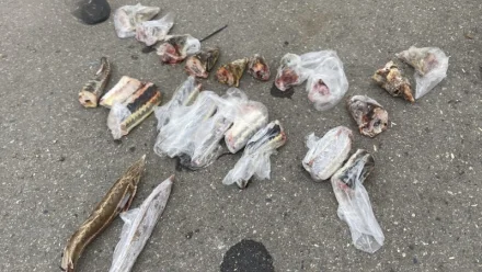 Астраханец провозил краснокнижную рыбу в своём автомобиле