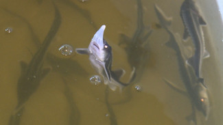 В Астраханской области появилось новое предприятие по разведению осетровых рыб