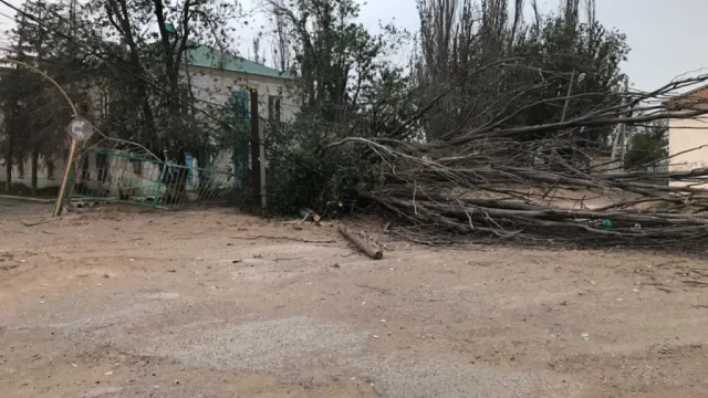 СК проводит проверку по факту падения дерева на девочку под Астраханью