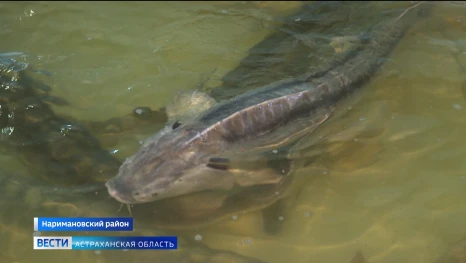В Наримановском районе начинается новый рыбоводный сезон