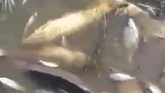 Информацию о массовом заморе рыбы под Астраханью опровергли