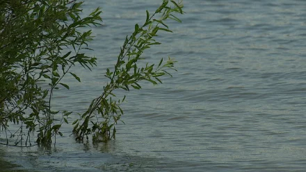 Первые признаки паводка в этом году в Астраханской области появились необычно рано