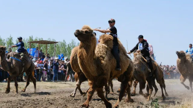 На агрофестивале в Астраханской области состоятся конные скачки и верблюжьи бега