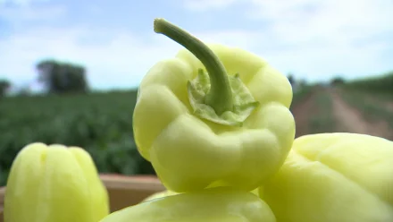 На астраханских фермерских хозяйствах продолжается ранний сбор овощей