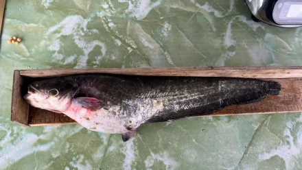 Астраханские учёные выяснили, какая рыба чаще ловится в восточной части дельты Волги