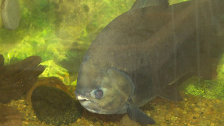 Астраханские учёные разработали максимально полезный комбикорм для рыб