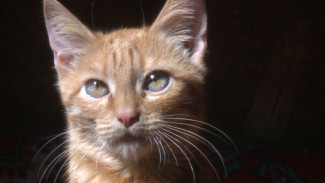 В началовском приюте Астрахани новый пушистый обитатель