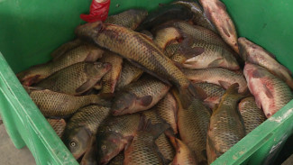 Образовательным учреждениям Астраханской области безвозмездно передают рыбу