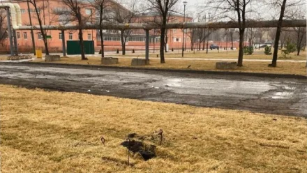 В сквере в Астрахани украли пять голубых елей