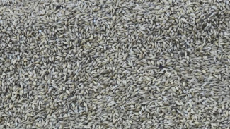 Более миллиона тонн экспортного зерна проверили в Астраханской области