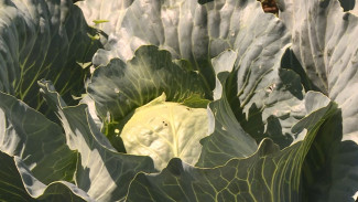 Тонны астраханских овощей готовятся к поступлению на рынки и заводы