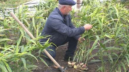 В Астраханской области фермер планирует собрать за осень 2 тонны имбиря