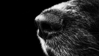 В Астрахани поймали живодёра, изрезавшего бродячую собаку