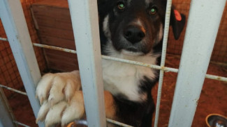 В Астраханской области откроют частный приют для бездомных собак