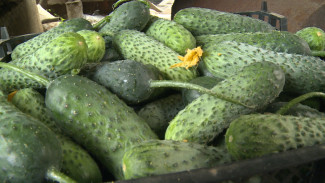 В Астраханской области приступили к сбору тепличных огурцов