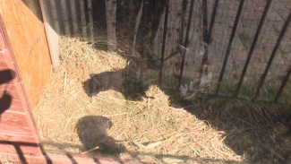 В астраханском зоопарке "Баба Фрося" принесли потомство львы и пантеры 