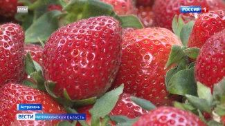 Астраханцам рассказали какие продукты необходимы для роста и укрепления детского иммунитета