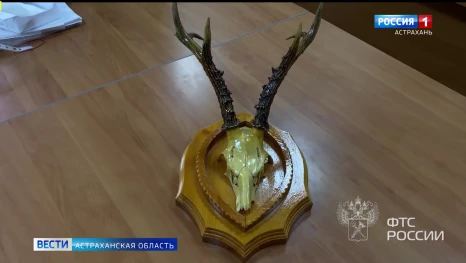 Астраханца не пустили за границу из-за черепа косули