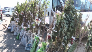 На астраханских рынках проводят фитосанитарный контроль по посадочному материалу