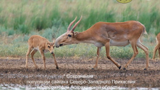 Астраханский заказник с проектом по сохранению сайгаков выиграл президентский грант