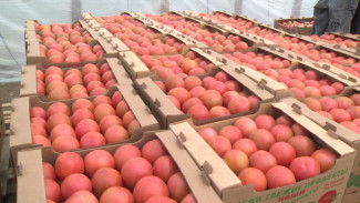 В Астраханской области агрономы из Китая выращивают томаты и огурцы