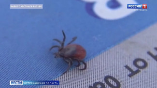 Клещи-мутанты атаковали юг России, в том числе Астраханскую область