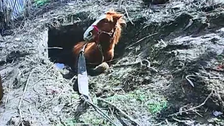 В Астрахани спасли лошадь, упавшую в яму