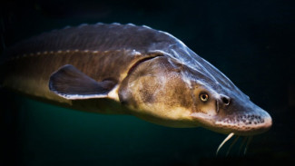 Астраханские осетровые хозяйства готовятся к зимнему сезону