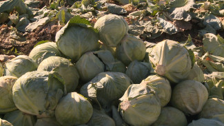 Астраханские аграрии хотят собрать более 400 тонн капусты до конца сезона