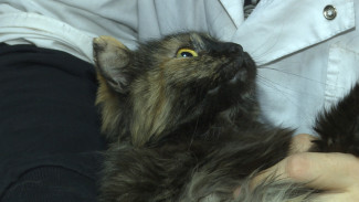 Ветклиника Астраханского госуниверситета обрела статус лечебного центра