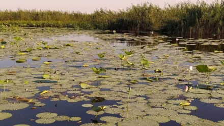 В Астраханской области лотос оказался под угрозой исчезновения из-за маловодья 