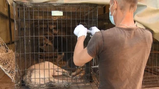 Астраханцев будут штрафовать за препятствование отлову бездомных собак