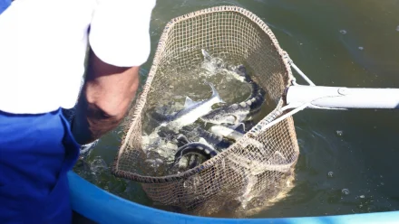 Астраханское рыбоводное предприятие восполняет запасы осетровых