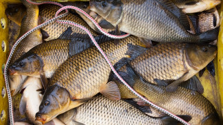 В Астраханской области не водится рыба буффало 