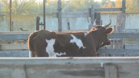В одном из сёл Астраханской области введён карантин по бруцеллёзу