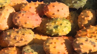 Астраханский фермер выращивает экзотическое растение