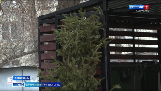 Куда и как астраханцам нужно выбрасывать ёлки после новогоднего торжества