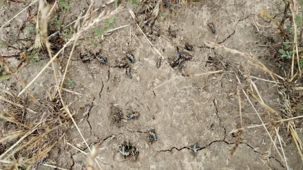 В Астраханской области появилась первая саранча