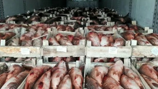 В Астраханской области остановили грузовик с 19 тоннами нелегальной рыбы