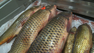 Какую рыбу можно сейчас найти на прилавках астраханских рынков